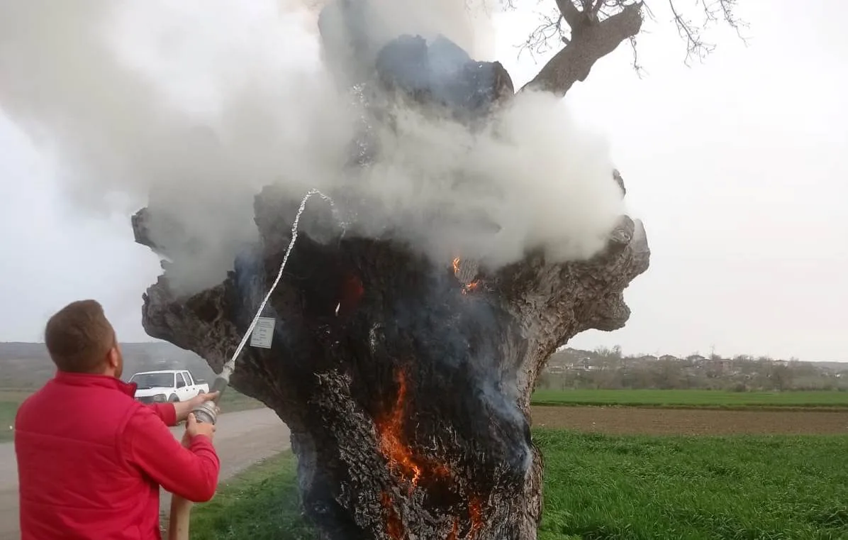 YAĞMURCA KÖYÜNÜN 279 YILLIK ANIT AĞACI YAKILDI